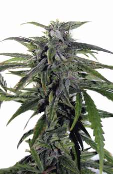 Auto Astarta (Picture from Mudro_Seeds..)